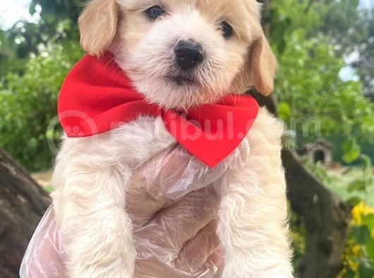 Sevimli Maltipoo Bebekler görsel