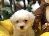 Efsane Kalite Maltese Yavrularımız