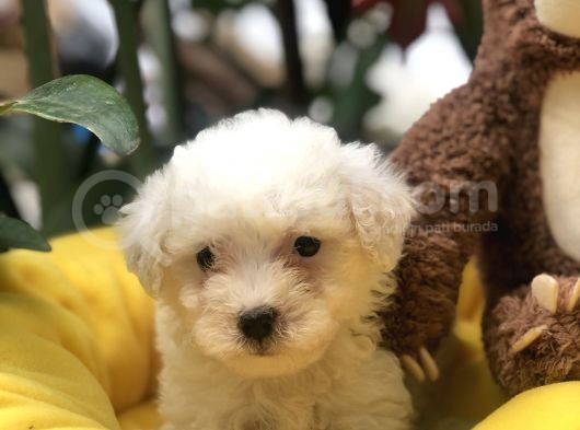 Efsane Kalite Maltese Yavrularımız görsel