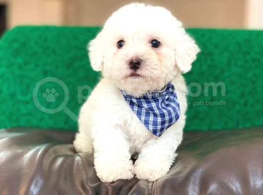 Yavru Maltipoo görsel