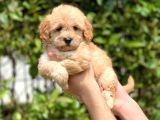 2.5 Aylık Di̇şi̇ Maltipoo Yavrular
