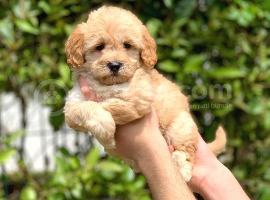 2.5 Aylık Di̇şi̇ Maltipoo Yavrular görsel