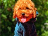 3 Aylık Erkek Red Toy Poodle Yavrumuz