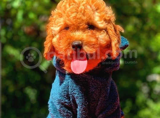 3 Aylık Erkek Red Toy Poodle Yavrumuz