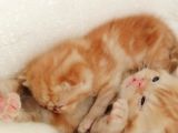 Exotic Shorthair
