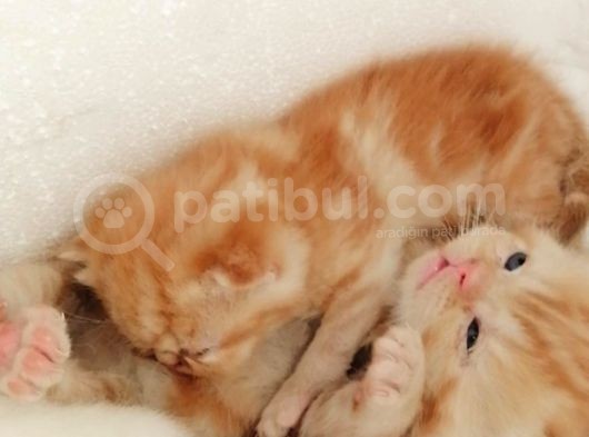 Exotic Shorthair görsel