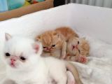 Exotic Shorthair