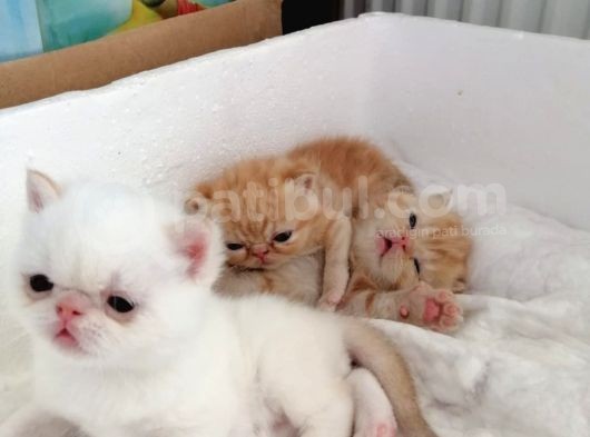 Exotic Shorthair görsel