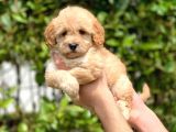 2.5 Aylık Di̇şi̇ Maltipoo Yavrular