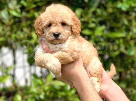 2.5 Aylık Di̇şi̇ Maltipoo Yavrular