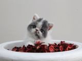 Di̇şi̇ Erkek Bicolor Exoti̇c Shorthair Bebekler