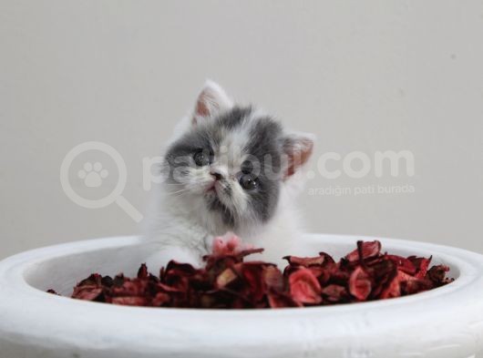Di̇şi̇ Erkek Bicolor Exoti̇c Shorthair Bebekler görsel