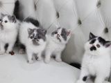 Di̇şi̇ Erkek Bicolor Exoti̇c Shorthair Bebekler