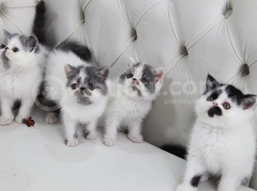 Di̇şi̇ Erkek Bicolor Exoti̇c Shorthair Bebekler görsel