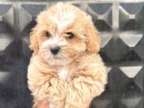 Güzel Maltipoo Kızımız