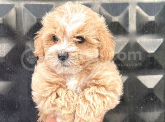 Güzel Maltipoo Kızımız görsel