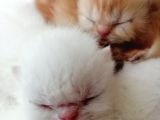 Exotic Shorthair