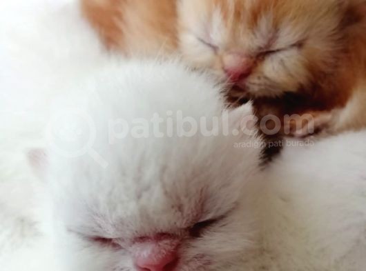 Exotic Shorthair