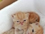 Exotic Shorthair