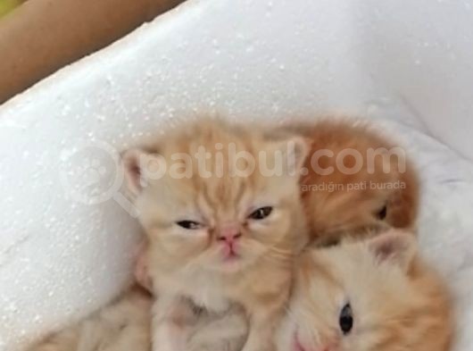 Exotic Shorthair görsel