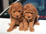 Toy Poodle Yavrular (Red, Red Brown, Apricot, Silver, Siyah)