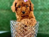 Toy Poodle Yavrular (Red, Red Brown, Apricot, Silver, Siyah)