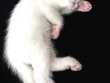 British Ve Chinchilla Karışımı Yavru