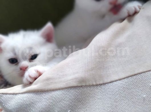 Beyaz Pofuduk Kediler görsel