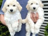 Irk Ve Sağlık Garantili Toy Poodle Yavrularımız