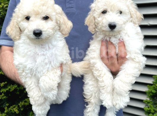 Irk Ve Sağlık Garantili Toy Poodle Yavrularımız