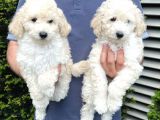 Irk Ve Sağlık Garantili Toy Poodle Yavrularımız