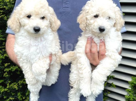 Irk Ve Sağlık Garantili Toy Poodle Yavrularımız görsel