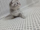Sevimli Yavrularımız Yeni Sahiplerini Arıyor