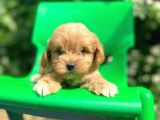 Red Maltipoo