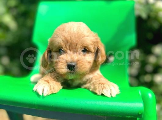 Red Maltipoo görsel