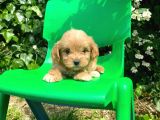 Red Maltipoo