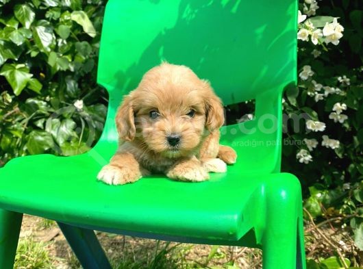 Red Maltipoo görsel