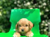 Red Maltipoo