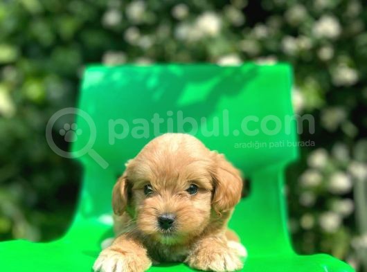 Red Maltipoo görsel