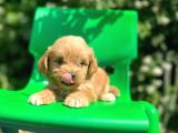 Red Maltipoo
