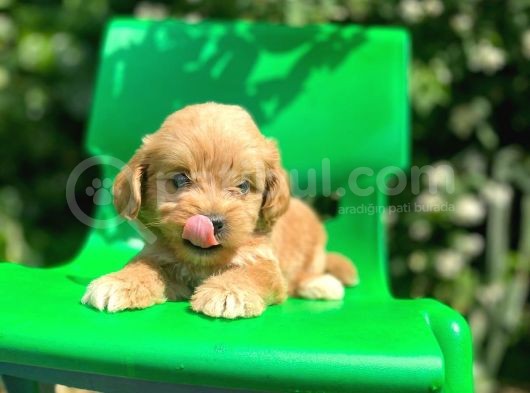 Red Maltipoo