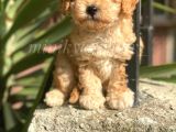 Orijinal Irk Garantili Toy Poodle Yavrularımız