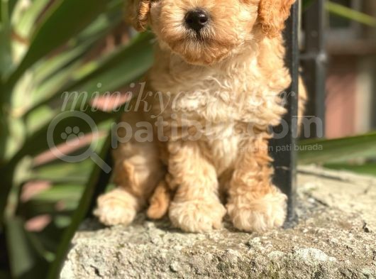 Orijinal Irk Garantili Toy Poodle Yavrularımız