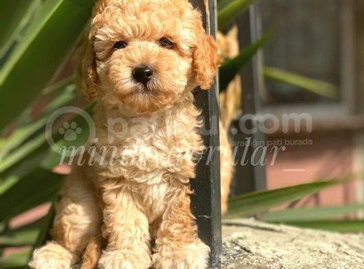 Orijinal Irk Garantili Toy Poodle Yavrularımız görsel