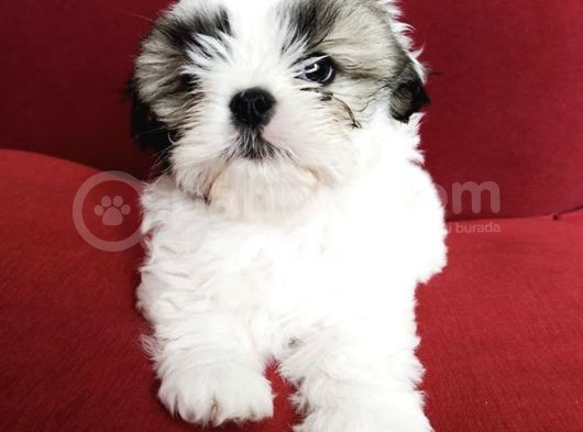 Safkan A Kalite Shih Tzu Yavrularımız