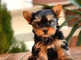 Mini Yorkshire Terrier Yavrular