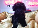 Black Toy Poodle Yavrular