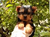 Mini Yorkshire Terrier Yavrular