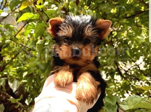 Mini Yorkshire Terrier Yavrular