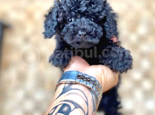 Black Toy Poodle Yavrular görsel
